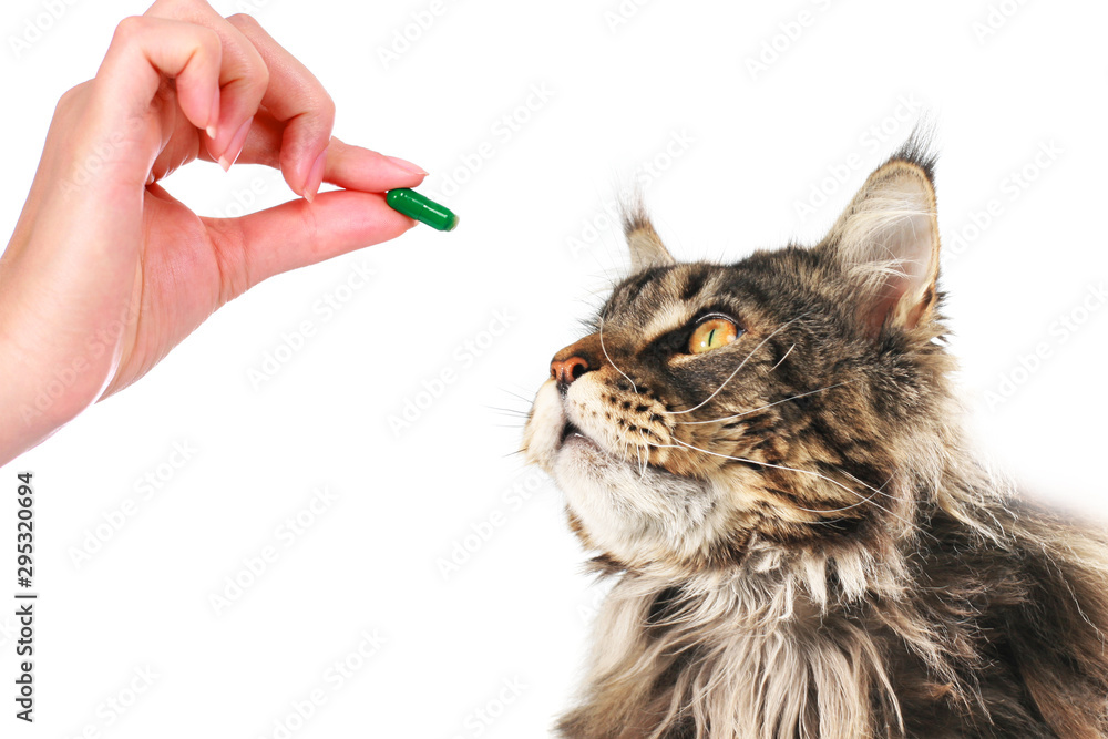 Dierenarts Jovana